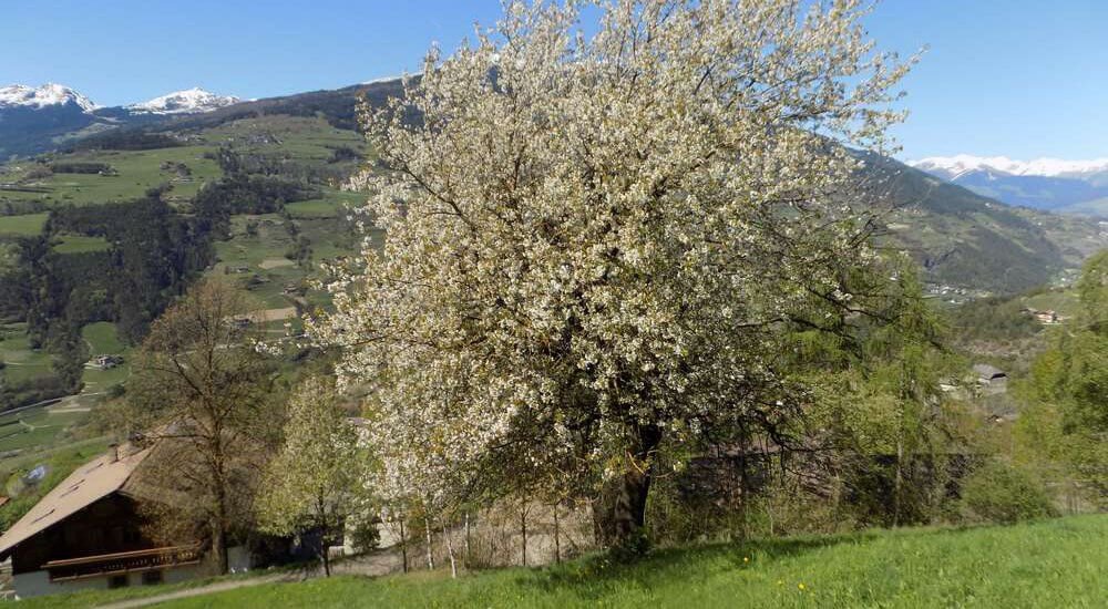 moarhof-gufidaun-klausen-suedtirol (19)