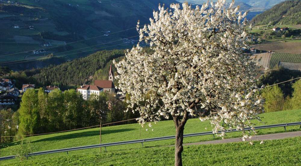 moarhof-gufidaun-klausen-suedtirol (7)